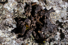 Umbilicaria polyrrhiza