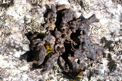 Umbilicaria polyrrhiza