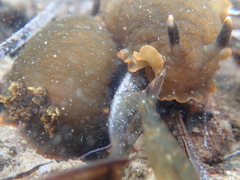 Dendrodoris arborescens