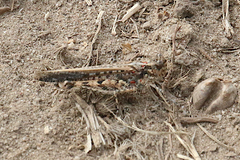 Pycnostictus seriatus