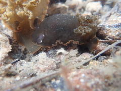 Dendrodoris arborescens