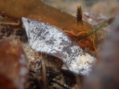 Dendrodoris arborescens