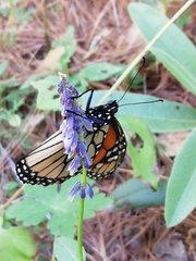 Danaus plexippus