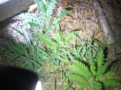 Carduus crispus