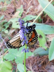 Danaus plexippus