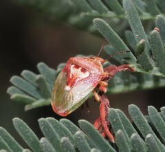 Eupolemus angularis