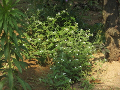 Bothriospermum secundum