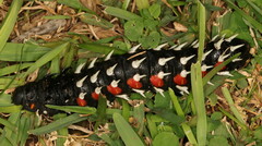 Bunaea alcinoe