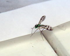 Heteropsilopus ingenuus