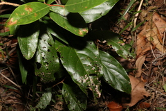 Celastrus subspicatus