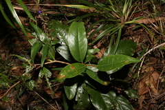 Celastrus subspicatus