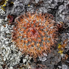 Mammillaria rhodantha