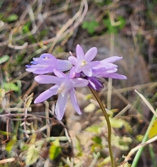 Dipterostemon capitatus pauciflorus