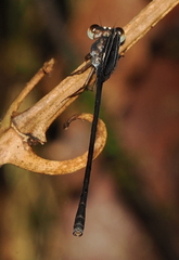 Devadatta tanduk
