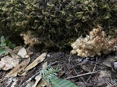 Hericium abietis