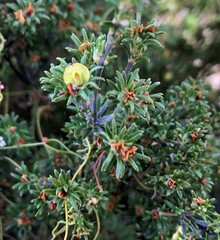 Phyllota pleurandroides