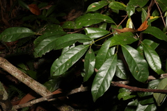 Cryptocarya macdonaldii