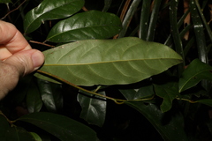Cryptocarya macdonaldii