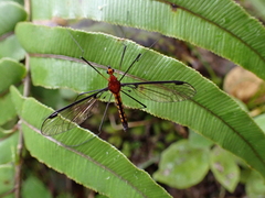 Aurotipula