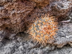 Mammillaria rhodantha