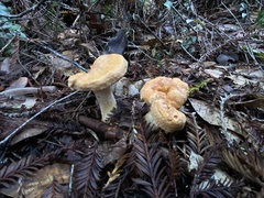 Hydnum oregonense