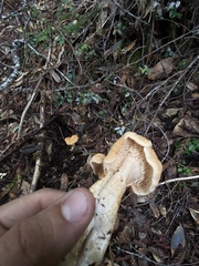 Hydnum oregonense
