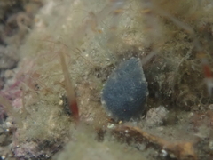 Onchidella nigricans