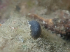 Onchidella nigricans