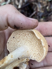 Hydnum oregonense