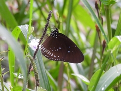 Euploea algea