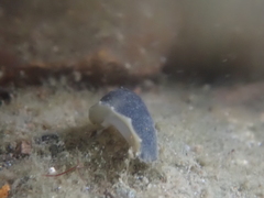 Onchidella nigricans