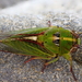 Southern Snoring Cicada - Photo (c) Emily Roberts, some rights reserved (CC BY), uploaded by Emily Roberts