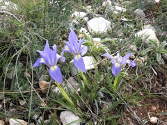 Iris unguicularis syriaca