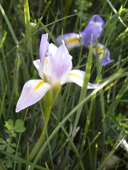 Iris unguicularis syriaca