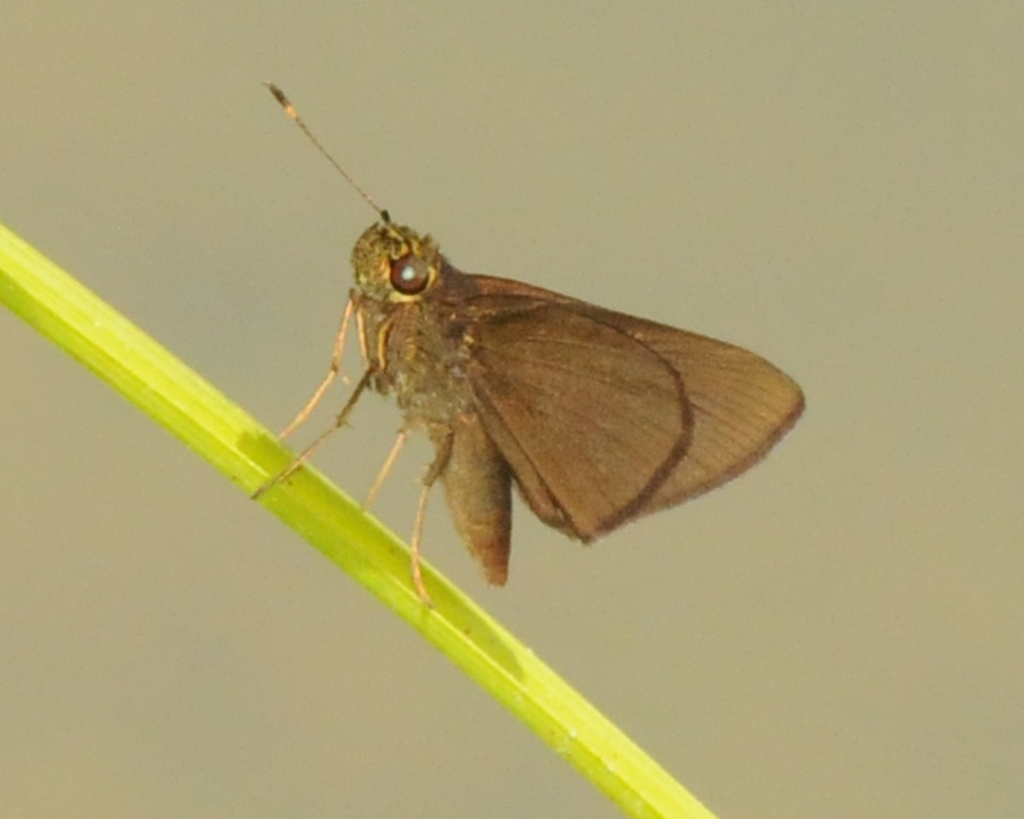 Euphyes chamuli