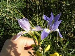 Iris unguicularis syriaca