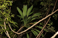 Cordyline petiolaris