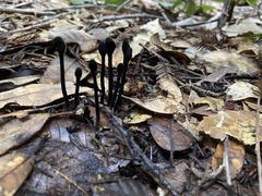 Trichoglossum