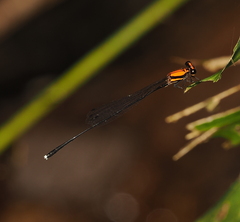 Prodasineura dorsalis