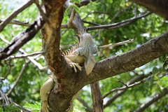 Iguana iguana