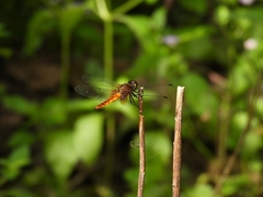 Aethriamanta brevipennis