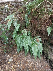 Cranfillia deltoides