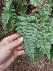 Cranfillia deltoides