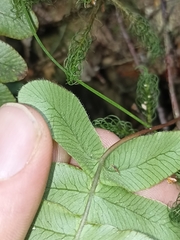 Cranfillia deltoides