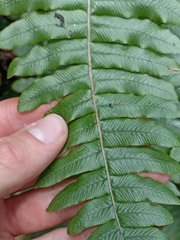 Cranfillia deltoides