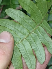 Cranfillia deltoides