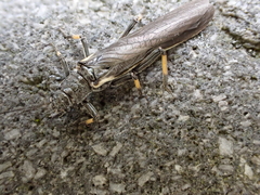Austroperla cyrene