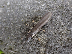 Austroperla cyrene