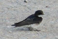 Hirundo dimidiata