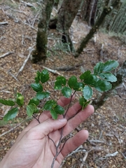 Nothofagus fusca